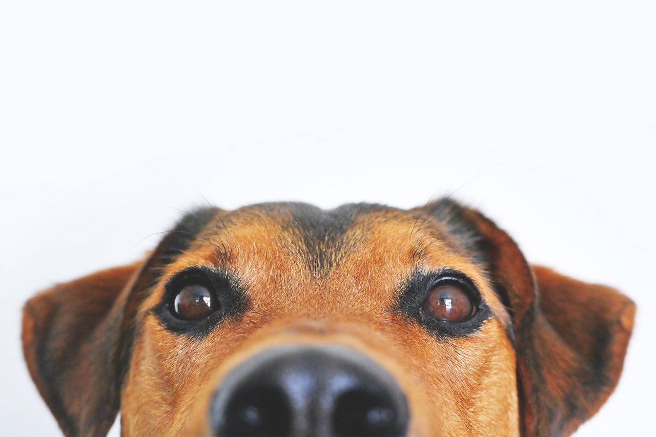Rüyada köpek: arkadaş mı yoksa düşman mı Rüyada köpek: arkadaş mı yoksa düşman mı