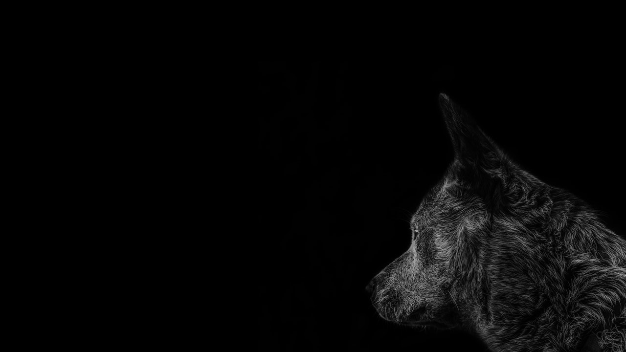 Rüyada köpek: arkadaş mı yoksa düşman mı Rüyada köpek: arkadaş mı yoksa düşman mı